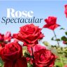 Close-up of vibrant red roses in bloom under a clear blue sky, announcing the "Rose Spectacular" brought to you by Growers Direct.