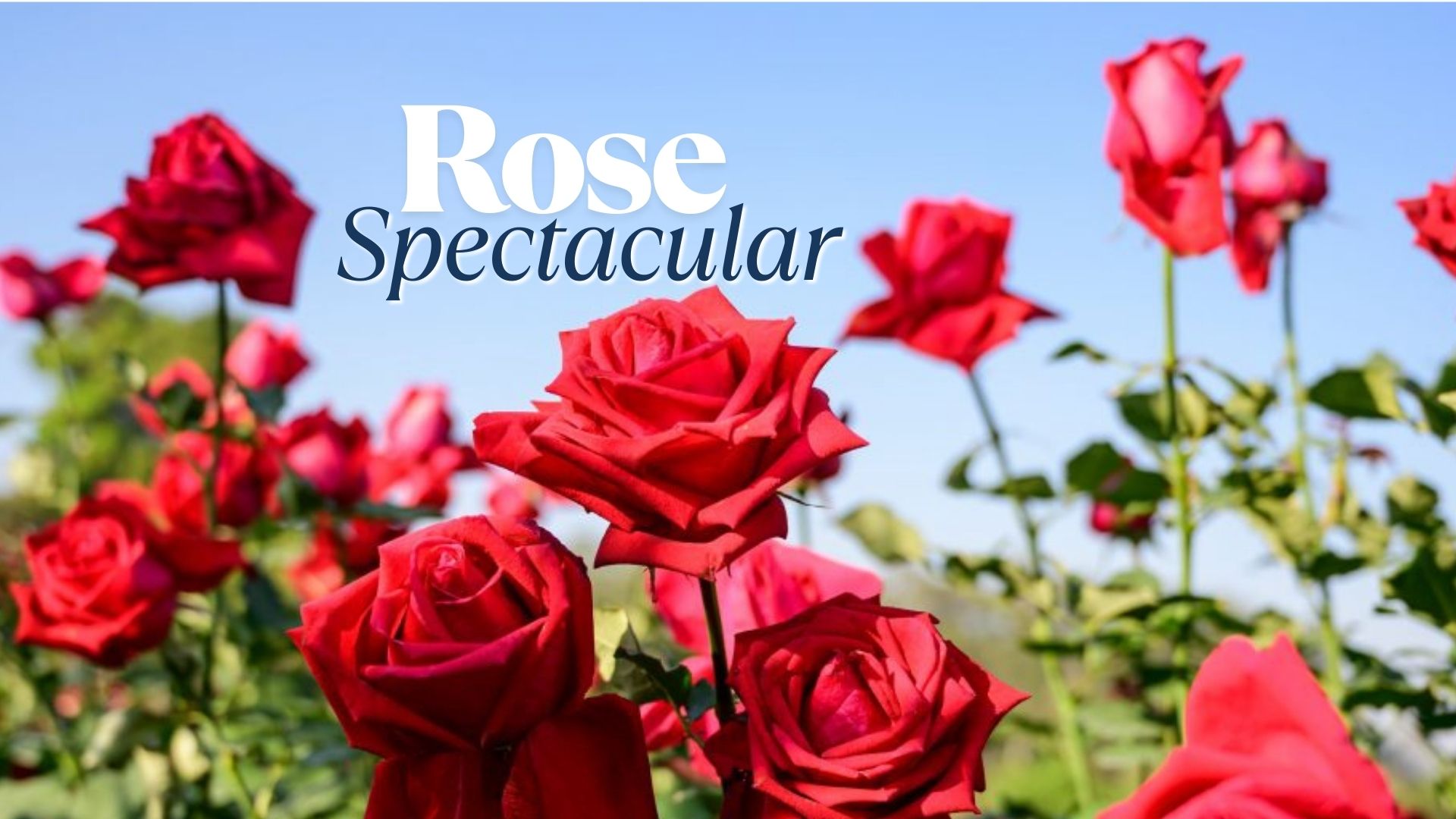 Close-up of vibrant red roses in bloom under a clear blue sky, announcing the "Rose Spectacular" brought to you by Growers Direct.
