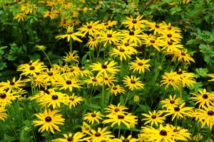 A group of yellow Black-eyed Susan flowers with dark centers growing among green foliage.