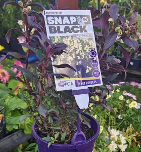 The Antirrhinum 'Snap In Black Apricot' Snapdragon comes in a 6" pot, complete with a label showing care instructions and a photo of the mature blooms.