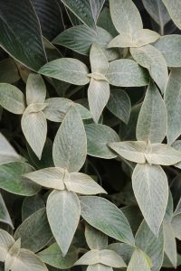 Dense cluster of green leaves with pointed tips and visible veins, overlapping each other and covering the frame.
