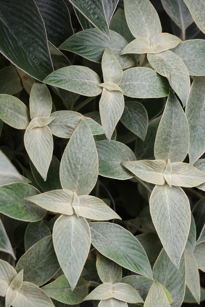 Dense cluster of green leaves with pointed tips and visible veins, overlapping each other and covering the frame.