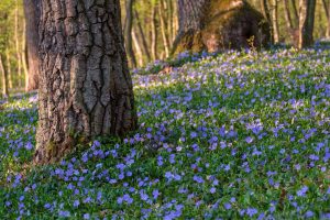 Tree trunks in a forest with a dense carpet of small purple flowers covering the ground under dappled sunlight.
