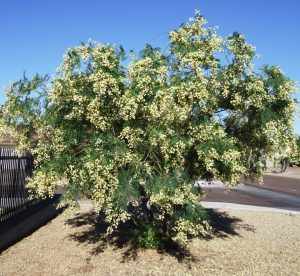 Tree with dense, light yellow blossoms and green leaves against a clear blue sky, standing in a gravel area near a paved surface and a fence.