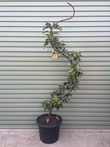 A Malus 'Gala' Apple Dwarf 10" Pot (Espaliered) sits on a concrete surface in front of a gray corrugated metal wall.