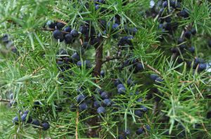 Close-up of Juniperus ‘Juniper Berry’ in a 12” pot, highlighting its green needle-like leaves and clusters of small dark blue berries.