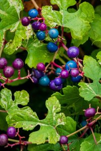 Green leaves with clusters of vibrant blue and purple berries in various stages of ripeness.