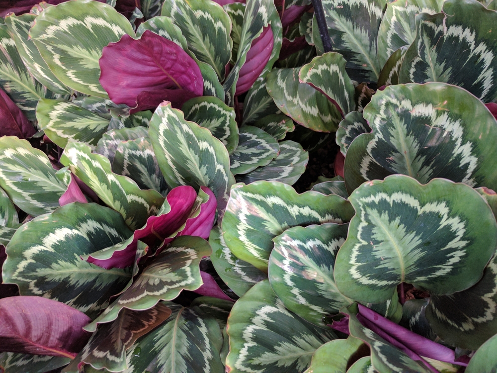 A cluster of Calathea illustris 'Rose Painted Calathea' plants in a 6" pot displays green and white patterned leaves with vibrant purple undersides, thriving beautifully.