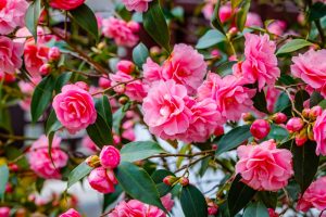 A lush Camellia sasanqua 'Paradise® Exotic Jewel' in a 10" pot, featuring blooming pink flowers and dark green leaves—perfect for adding vibrant charm to your garden.