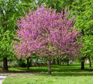 A tree with bright pink blossoms stands in a green grassy park, surrounded by other trees with green foliage.