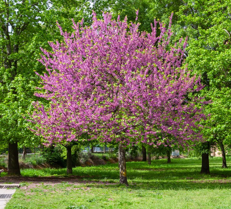 A tree with bright pink blossoms stands in a green grassy park, surrounded by other trees with green foliage.