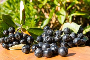Clusters of ripe black berries, identified as Aronia x prunifolia 'Purple Chokeberry' from an 8" pot, with green leaves decorate a wooden surface against a blurred natural backdrop.