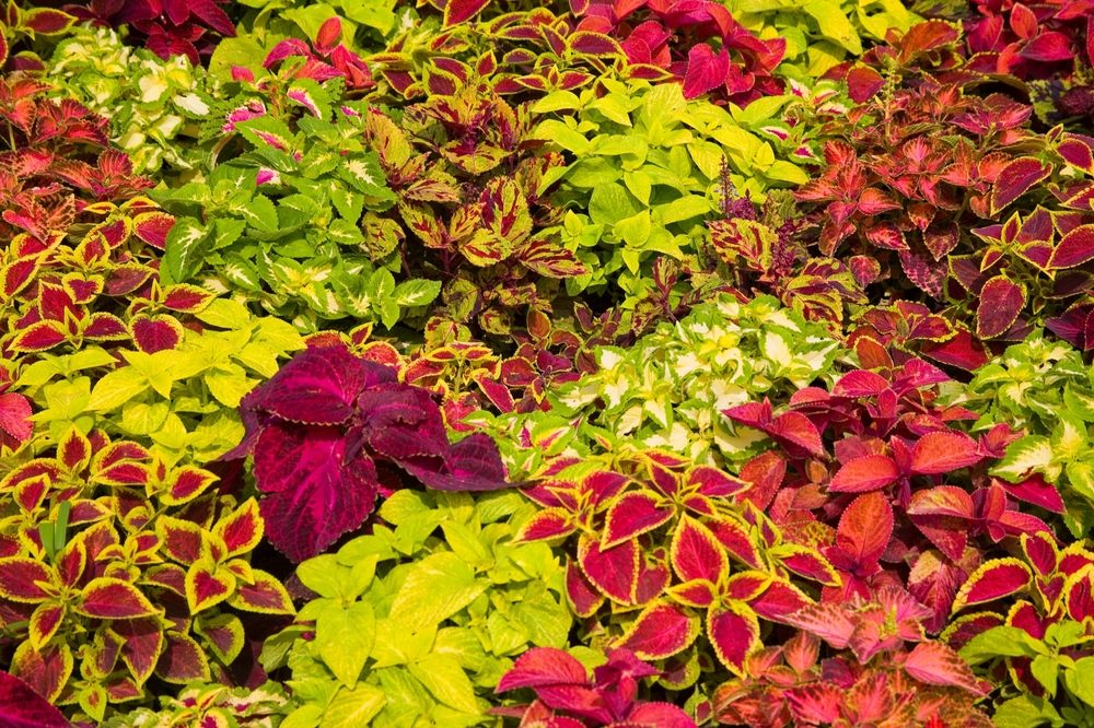 The Coleus 'Assorted Colours' in a 6" pot features a vivid blend of leaves in green, red, pink, and yellow with diverse patterns and textures.