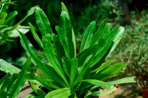 Close-up of vibrant green Coriander 'Perennial' leaves thriving in a 4" pot, highlighting the herb's lush vitality.