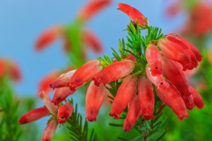 Erica oatesii ‘Winter Fire’ in a 6” pot features vivid red tubular flowers with green foliage, shown against a blue sky background.