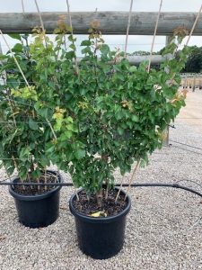 A Prunus 'Sugar' Plum 10" Pot (Copy) shrub grows in a black plastic pot with soil, supported by bamboo stakes, on gravel in an outdoor plant nursery.