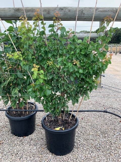 A Prunus 'Sugar' Plum 10" Pot (Copy) shrub grows in a black plastic pot with soil, supported by bamboo stakes, on gravel in an outdoor plant nursery.