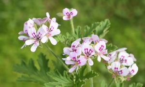 Cluster of pale pink flowers with dark purple markings and serrated green leaves, set against a blurred green background.