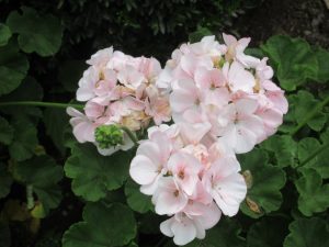 Close-up of Geranium 'Coconut' (Pelargonium) flowers in pale pink and white, surrounded by green foliage. Grown in a 4" pot.