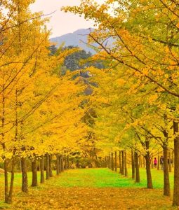 A row of trees with yellow autumn leaves lines a grassy path, with distant hills and a few people visible in the background.