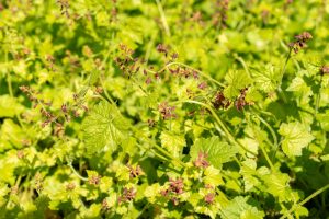 Tolmiea 'Golden Piggyback Plant' in a 5" pot features bright green foliage and clusters of small purple-brown flowers on slender stems.