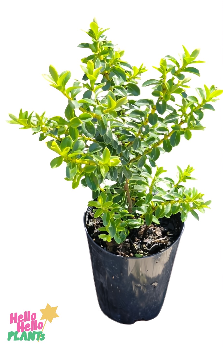 A Hebe 'Lemon and Lime' 3" pot with small green leaves is elegantly displayed in a sleek black container against a plain white background.