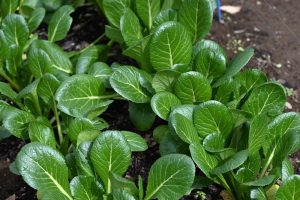 Spinach Japanese 'Komatsuna' 4" Pot—is a vibrant, spinach-like leafy green thriving in garden soil, each plant ready to flourish in its own 4-inch container.