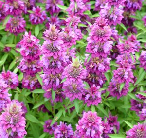Clusters of vibrant bergamot 'Lemon' flowers with green leaves densely packed in a 4" pot.