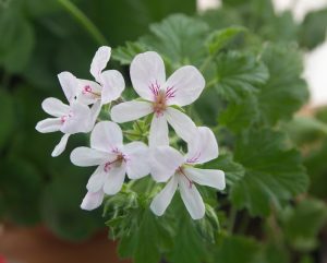Close-up of Geranium 'Lime' in a 4" pot, featuring white flowers with pale pink veins and vibrant green leaves.