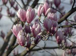 Close-up of a branch with pink and white flowers of the magnolia 'Veitchii' 13" Pot in bloom against a blurred backdrop, thriving beautifully.