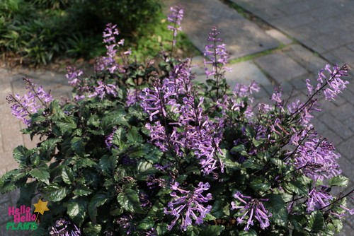 A bushy Plectranthus ‘Mona Lavender’ Pink in an 8″ pot with dark green leaves and upright spikes of small, tubular pink flowers thrives beside a paved walkway.
