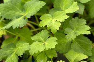 Close-up of Mitsuba 'Japanese Wild Parsley' 4—several green leaves with serrated edges and prominent veins viewed from above.