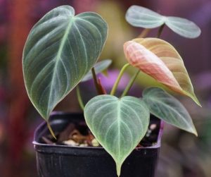 A Philodendron 'El Choco Red' 13cm pot features heart-shaped leaves—some mature and green, others young and reddish—growing from slender stems.