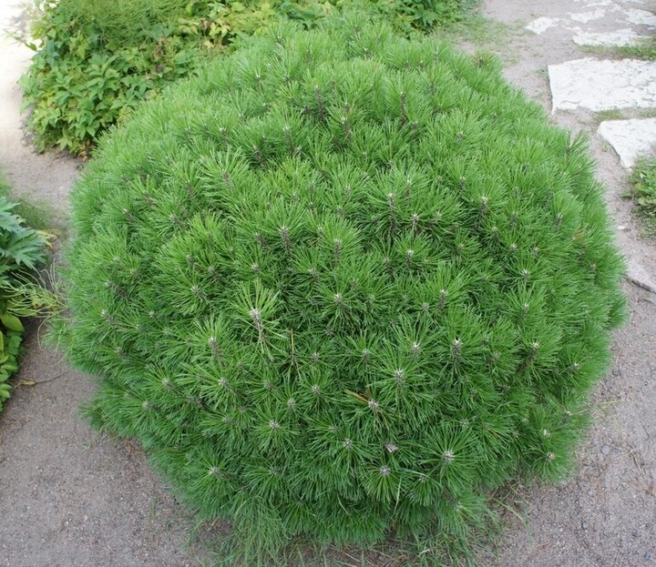 Pinus 'Low Glow' in a 13" pot is a dense, rounded pine with needle-like leaves, thriving along paths and among stones to add bold greenery to your landscape.