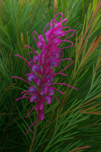A close-up of the Grevillea 'Purple Haze' Grafted Standard 12" Pot, showcasing its vibrant pink flowers with curved petals and narrow, pine-like green leaves.