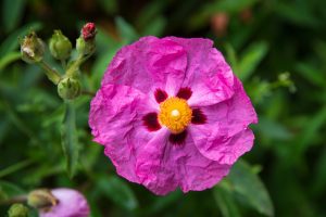 The Cistus ‘Brilliancy’ Rockrose 3″ Pot features pink flowers with yellow centers and dark red petal spots, set against green leaves and buds—ideal for adding color to your garden.