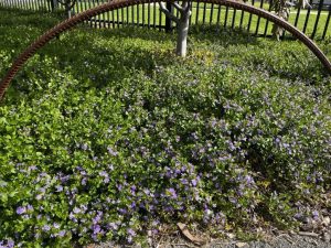 Purple flowers and dense green foliage cover the ground near a metal fence and tree. A curved metal bar is visible in the foreground.