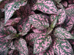 A close-up of Hypoestes 'Pink' 5" Pot shows green leaves with prominent pink speckles covering the entire image.