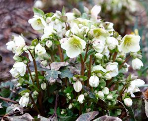 Cluster of white hellebores with green centers and surrounding buds, growing amid brown leaves.