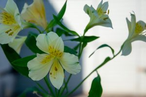 Alstroemeria 'Claire,' featuring yellow and white lilies with green leaves, displayed in a 6" pot against a blurred background.
