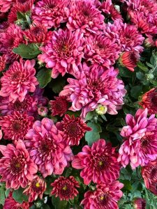 Close-up of a cluster of vibrant pink and red chrysanthemum flowers with green leaves visible among the blooms.