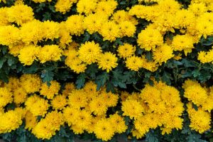 Chrysanthemum ‘Milkshake Banana Yellow’ 6" Pot features clusters of bright yellow blooms with lush green leaves, creating a vibrant display.