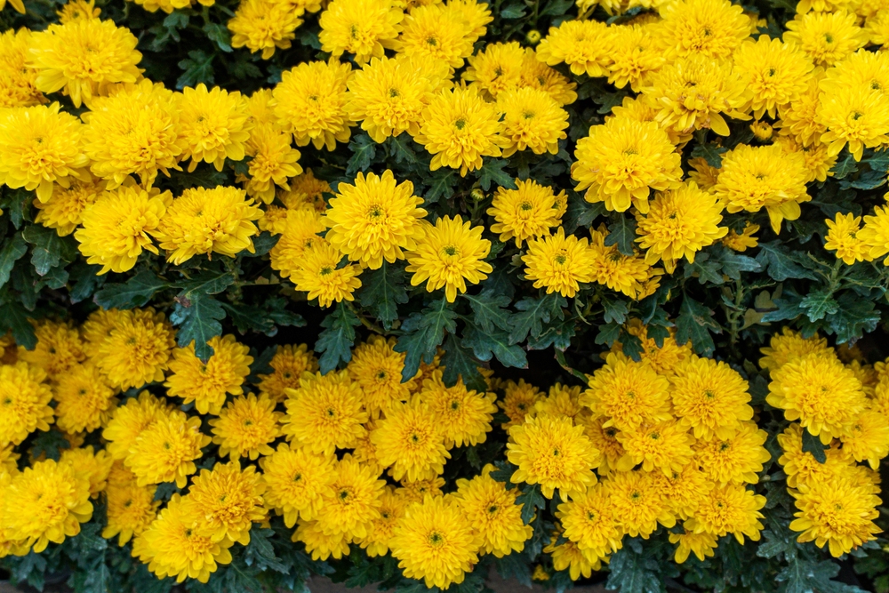 Chrysanthemum ‘Milkshake Banana Yellow’ 6" Pot features clusters of bright yellow blooms with lush green leaves, creating a vibrant display.