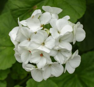 The Geranium 'Big White' in a 6" pot features striking clusters of white blooms set against lush green foliage.