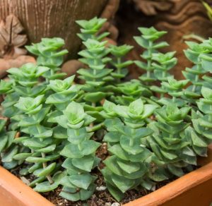 Close-up of Crassula 'String of Buttons' in a 4" terracotta pot, showcasing its vibrant green leaves arranged in an eye-catching geometric pattern.