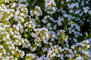 Close-up of thyme plants with clusters of small, white flowers in full bloom.