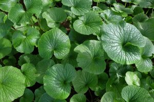 Close-up of dense, round green leaves with textured surfaces and visible veins of Wasabia Japonica 'Real Wasabi' 5" Pot—ideal for home cultivation.