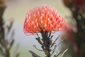 Close-up of an orange pincushion protea flower with curved, thin petals and green leaves against a blurred background.