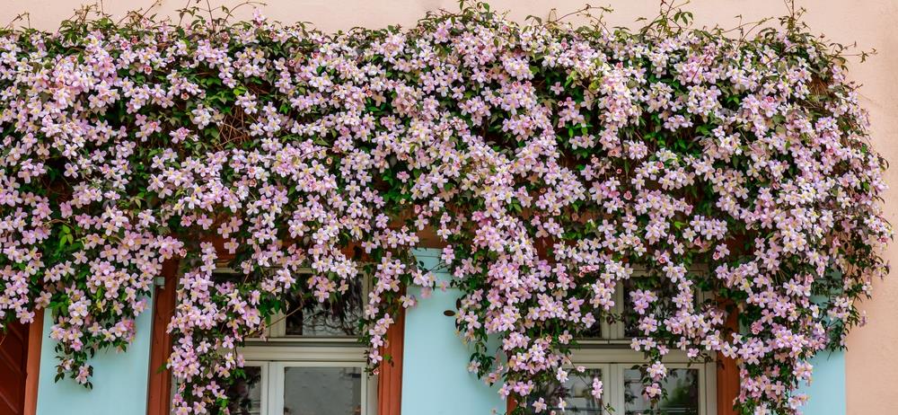 A wall covered with dense, autumn flowering plants features numerous small pink and white blossoms above two windows with blue trim.