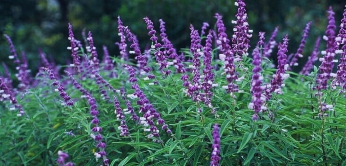 A cluster of tall, purple autumn flowering plants with green, narrow leaves grows densely outdoors against a blurred background.